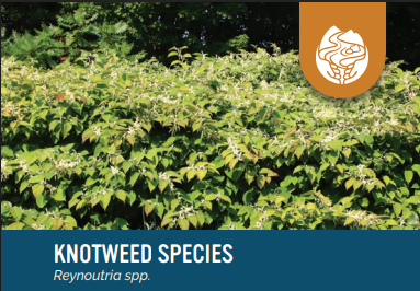 Adirondack Park Invasive Plant Program (APIPP) - Terrestrial Invasive Species presentation at Caroga Lake Thursday, July 9, 6-730 PM
