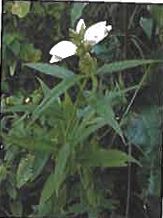 Wetland and Aquatic Plant ID of Piseco Lake now available online