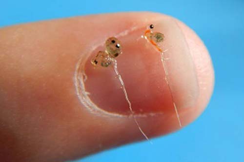 Spiny Waterflea