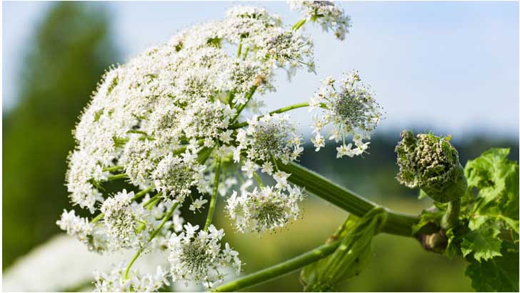 Terrestrial Invasives