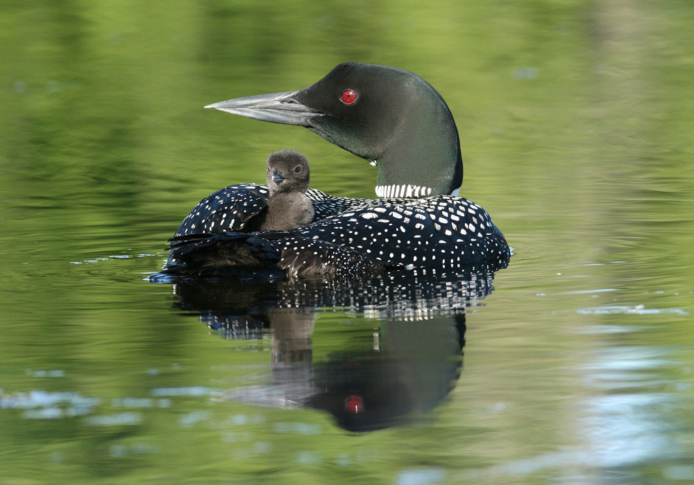 Loon with young