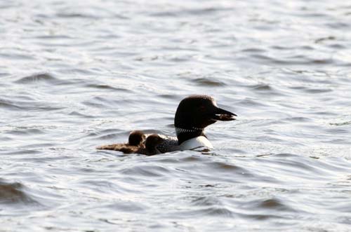 Loon